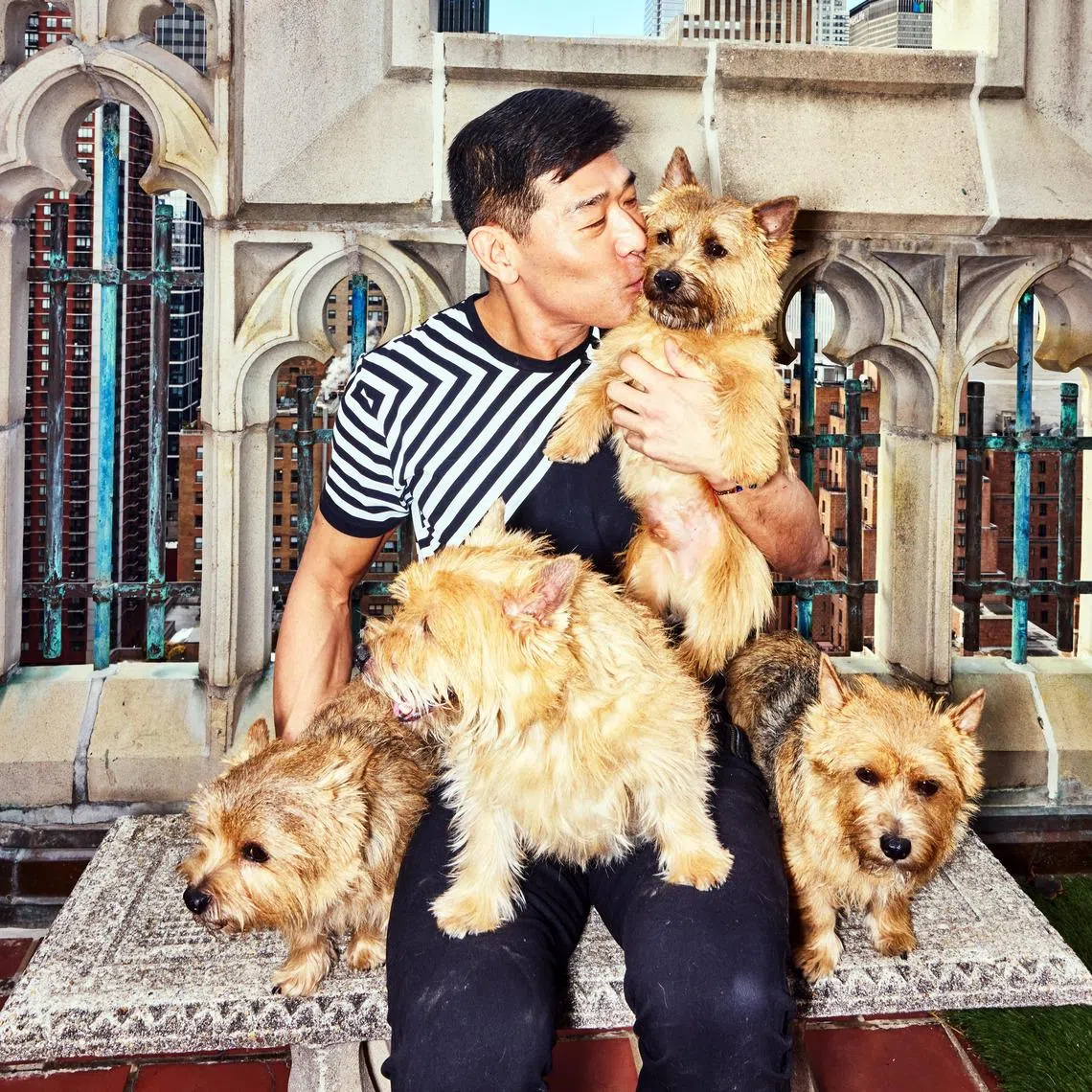 Sam Cheow spends nearly US$11,000 (S$14,000) a year to groom his four Norwich terriers and about another US$3,000 on “specialty work” like sanitary trims.