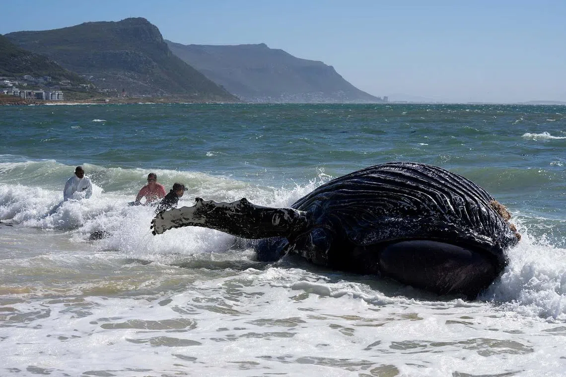 Fishermen and environmental workers struggle in the waves to attach a tow line to a deceased humpback whale washed up on Longbeach Simonstown in Cape Town, South Africa October 15, 2024. REUTERS/Nic Bothma TPX IMAGES OF THE DAY