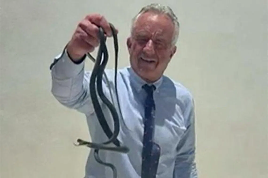 US Secretary of Health Robert F. Kennedy Jr grabbing two snakes with his bare hands on a patio in Florida. 