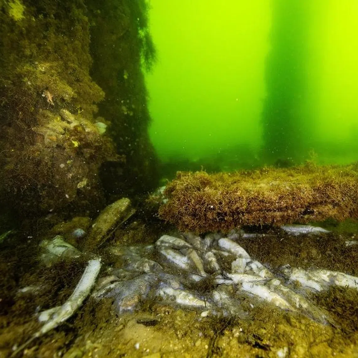 A report by a group of environmental experts released on July 24 said the algal bloom marked “one of the worst marine disasters in living memory”.