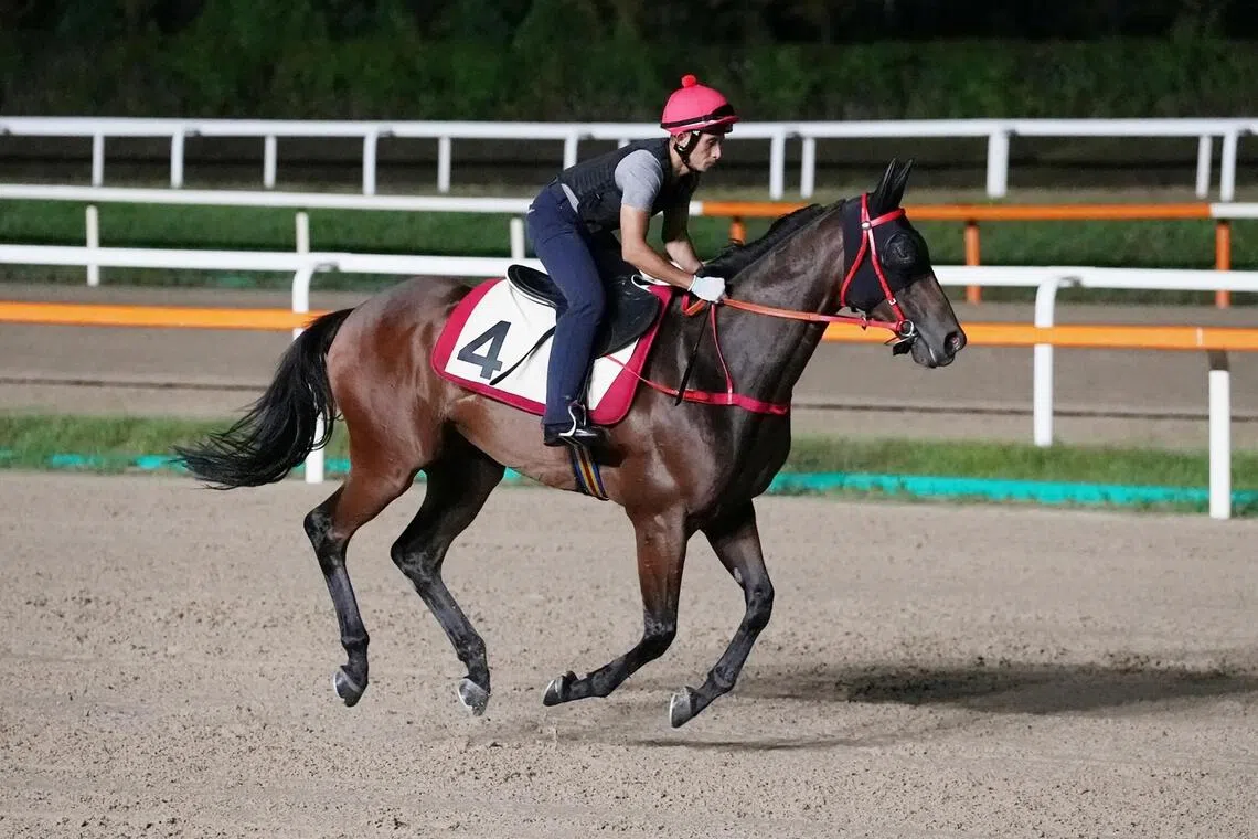 Gorgeous Win working on the sand at the Seoul racecourse in South Korea.
Credit: PHOTO:  HKJC