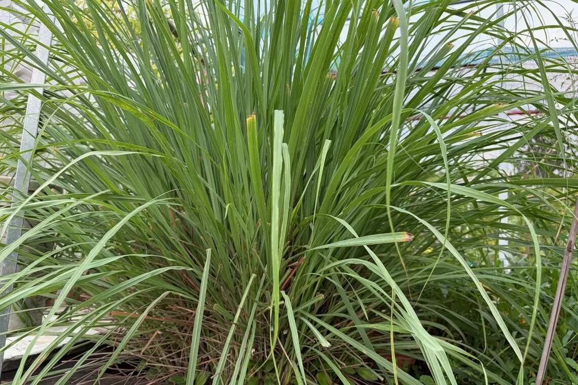 Lemongrass features multiple growth points clustered tightly at the base. Division involves splitting this plant into smaller sections for replanting.