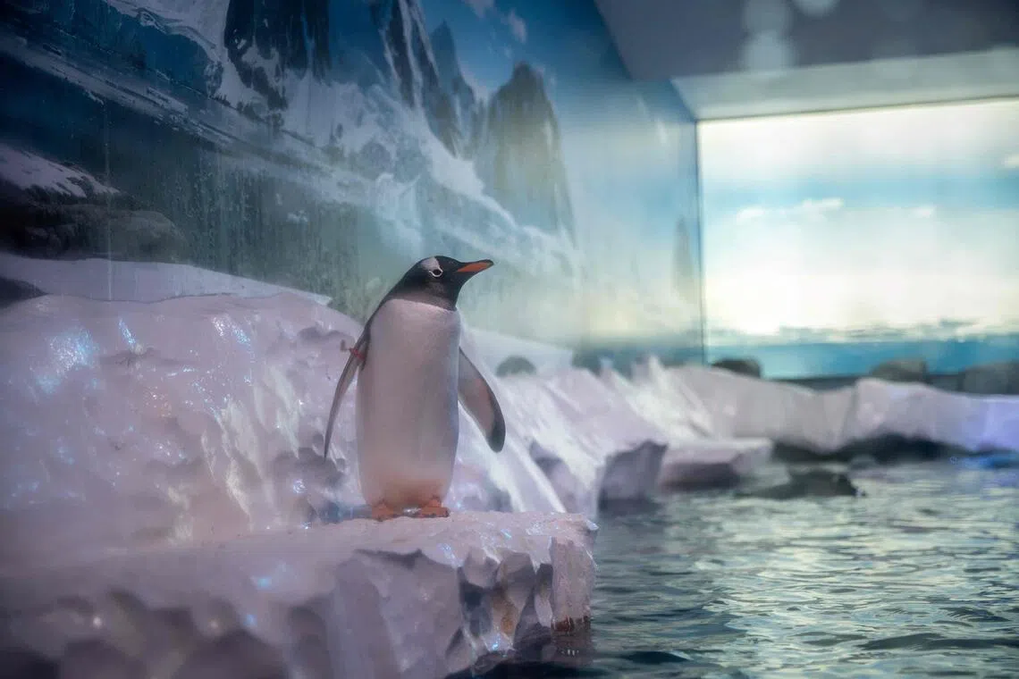 A gentoo penguin inside an enclosure at London Sea Life Aquarium.