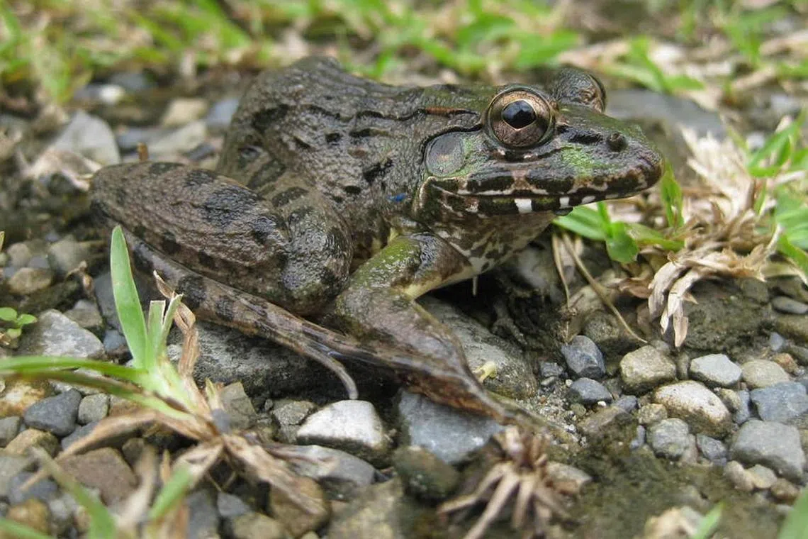 Frogs legs are a traditional delicacy in France and are typically fried in butter and garlic.