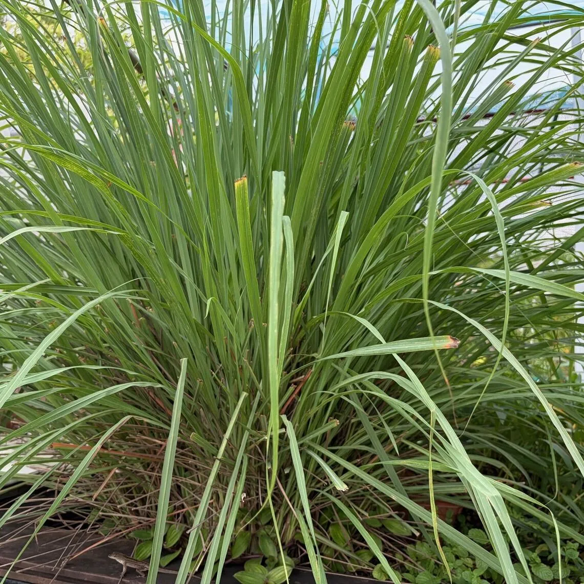 Lemongrass features multiple growth points clustered tightly at the base. Division involves splitting this plant into smaller sections for replanting.