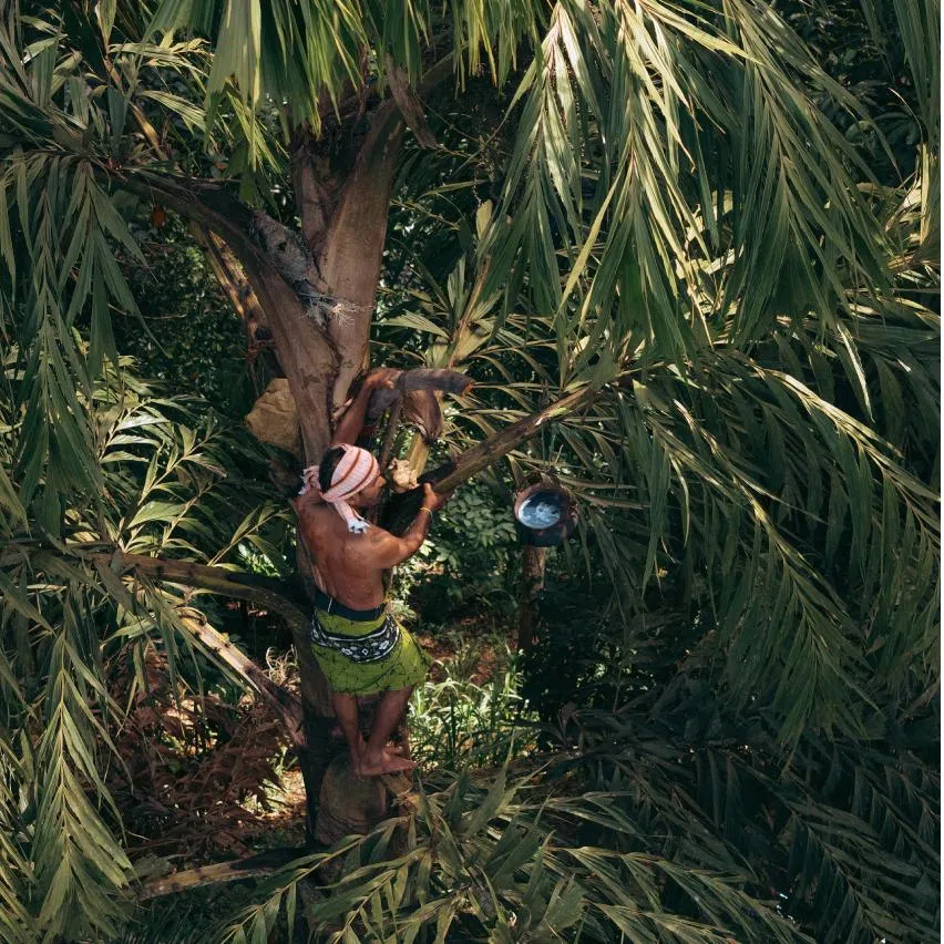 Toddy tapper Jayasena Mudiyanse is among those in Sri Lanka carrying on the heritage skill that has been given a boost by young entrepreneurs using the syrup in desserts and cocktails.