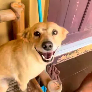 Mr Emmanuel Llenos had thought his dog, Haven, died as a powerful typhoon swept across the Philippines, till it showed up two weeks later.

