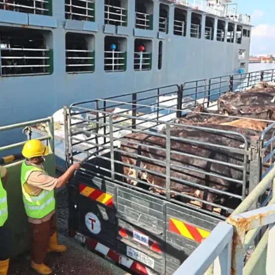 Some 1,000 cows have been imported from Australia to Johor as part of the state government’s bid to expand its dairy industry. 