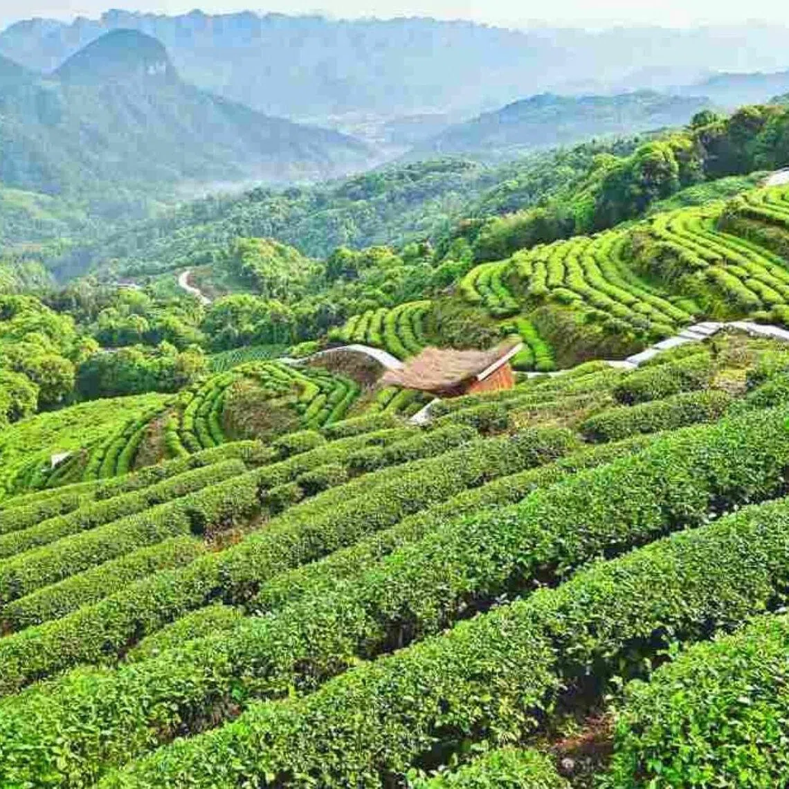 Expansive tencha fields in Tongren, China, on May 25.
