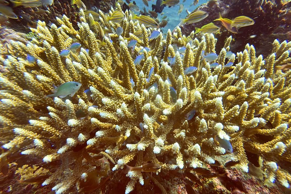 Fish swim near recovering coral reefs after bleaching in late December 2023 due to extreme weather, in Bondalem village, Buleleng regency, Bali, Indonesia, on June 20.