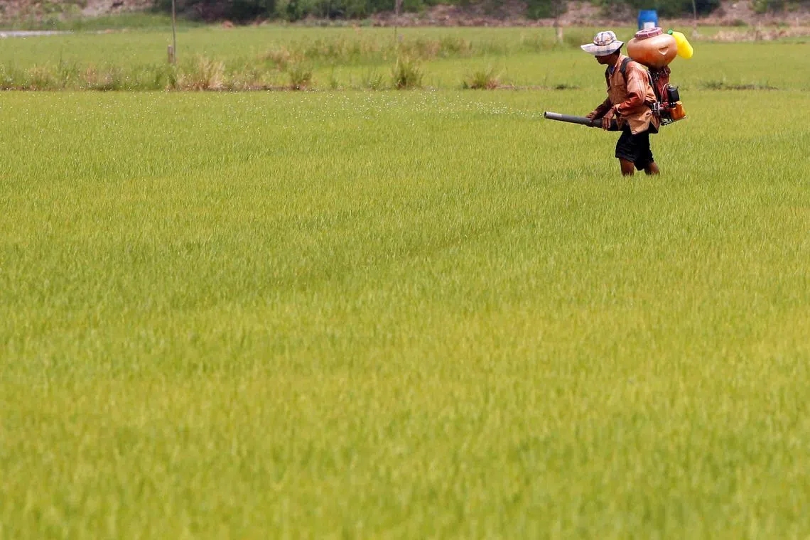 Many of Thailand's rice farmers are squeezed between falling prices and rising cultivation costs.