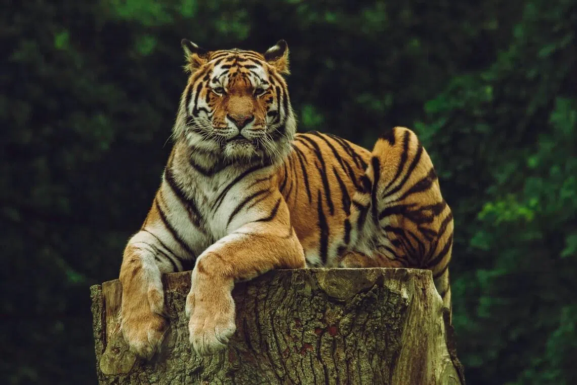 The tiger had escaped a privately-run enclosure after attacking one of the keepers.