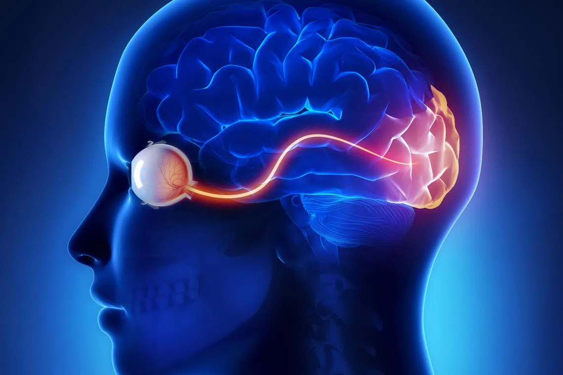 Scientists have found that the eye is a peephole into brain health and is able to show early signs of Alzheimer's disease.