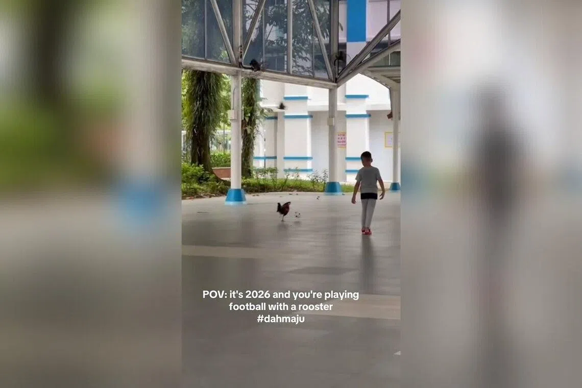 Fowl play detected: Chicken becomes Singapore’s latest football sensation