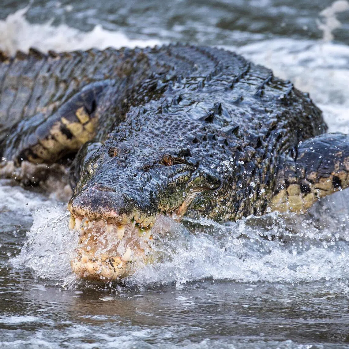 A group of six otters was spotted facing off a crocodile at Sungei Buloh Wetland Reserve on March 22.