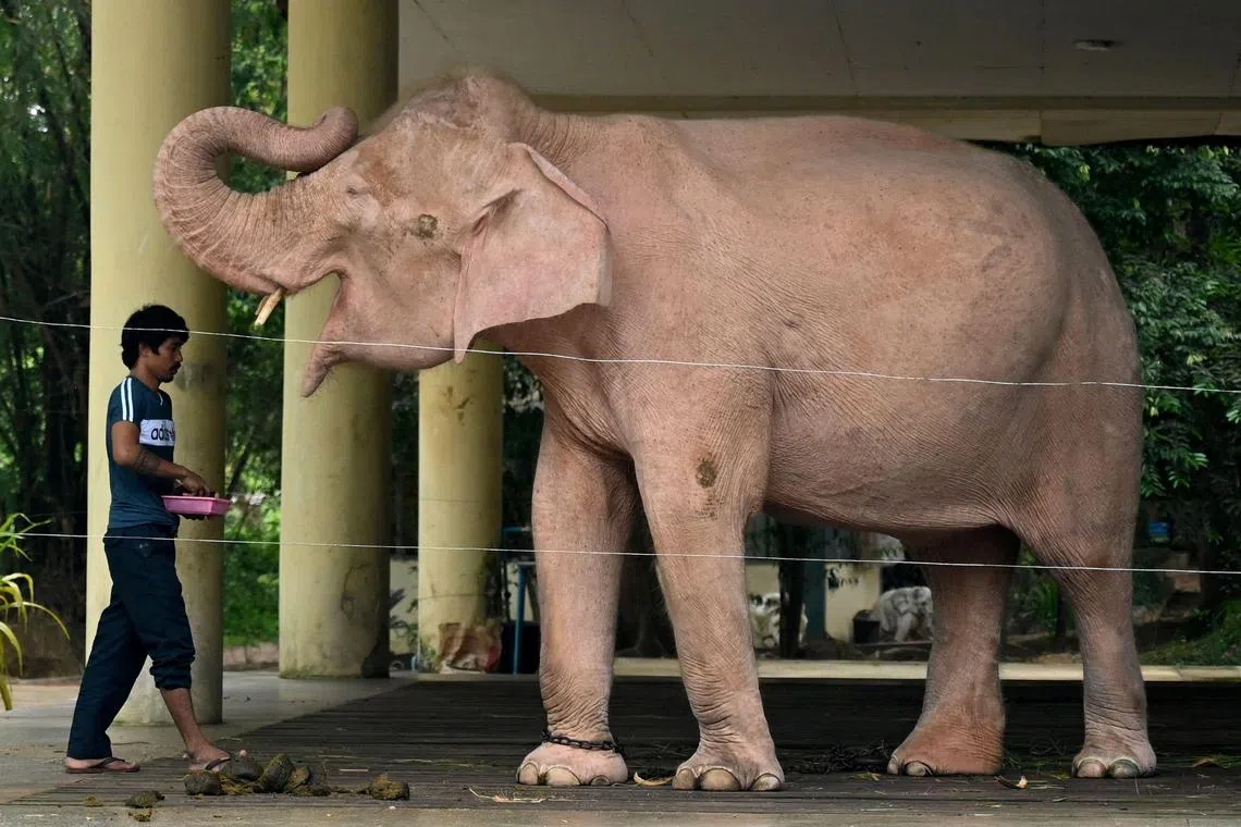 This photo taken on November 24, 2022 shows a caretaker feeding a white elephant, traditionally treasured in the predominantly Buddhist nation and believed to herald good fortune, near the Kyaut Thaw Gyi Pagoda in Yangon. 