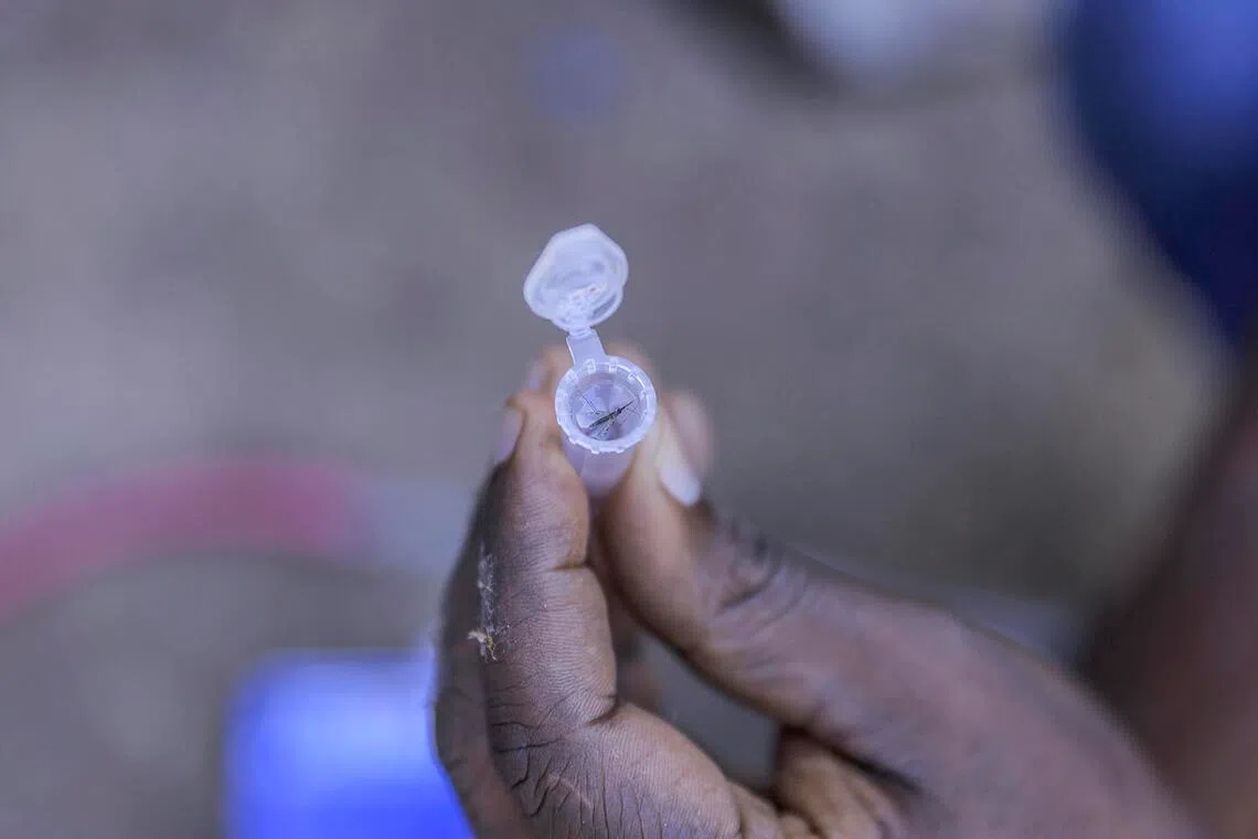 This mosquito alarms health experts because, unlike the species that historically spread malaria in Africa, it thrives in urban as well as rural areas, and is not deterred by dry seasons. 
