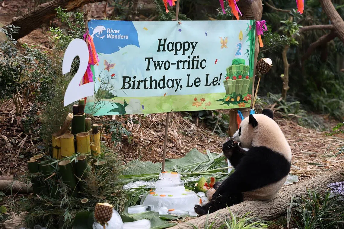 Singapore’s first locally born giant panda Le Le enjoyed his spread of birthday treats, including a bamboo cake.