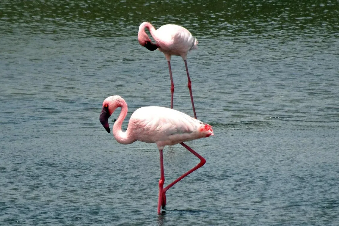 Lesser flamingos are currently considered near-threatened, rather than endangered; there are 2 to 3 million left.