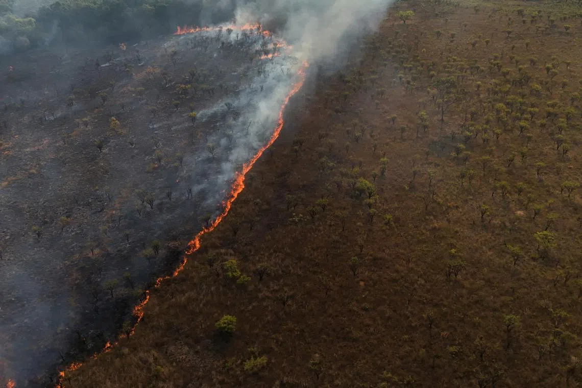 A drone view shows wildfires in an area of Brasilia's National Forest, in Brasilia, Brazil, September 4, 2024. REUTERS/Ueslei Marcelino