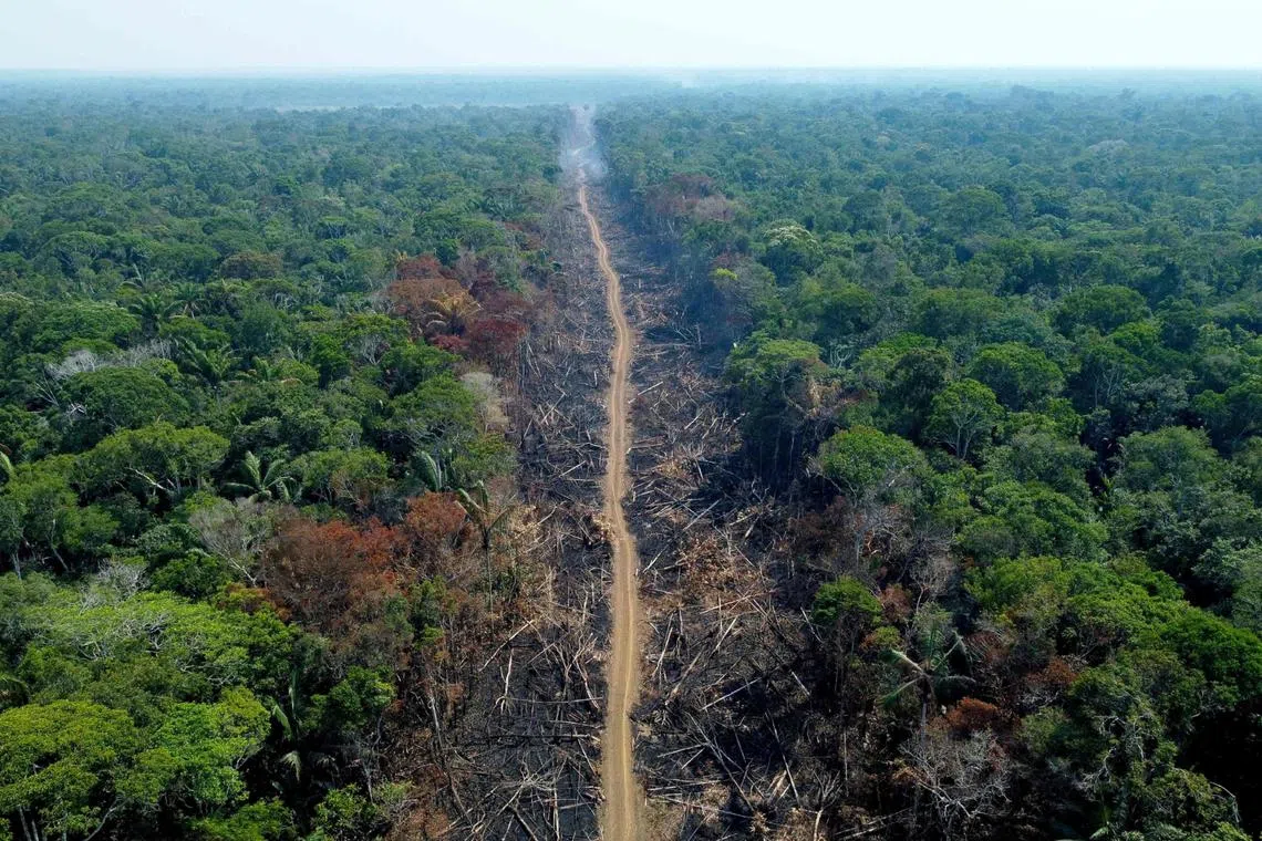 Europe’s heavy demand for rubber, for example, has been linked to the deforestation of 520 square kilometres in West Africa.