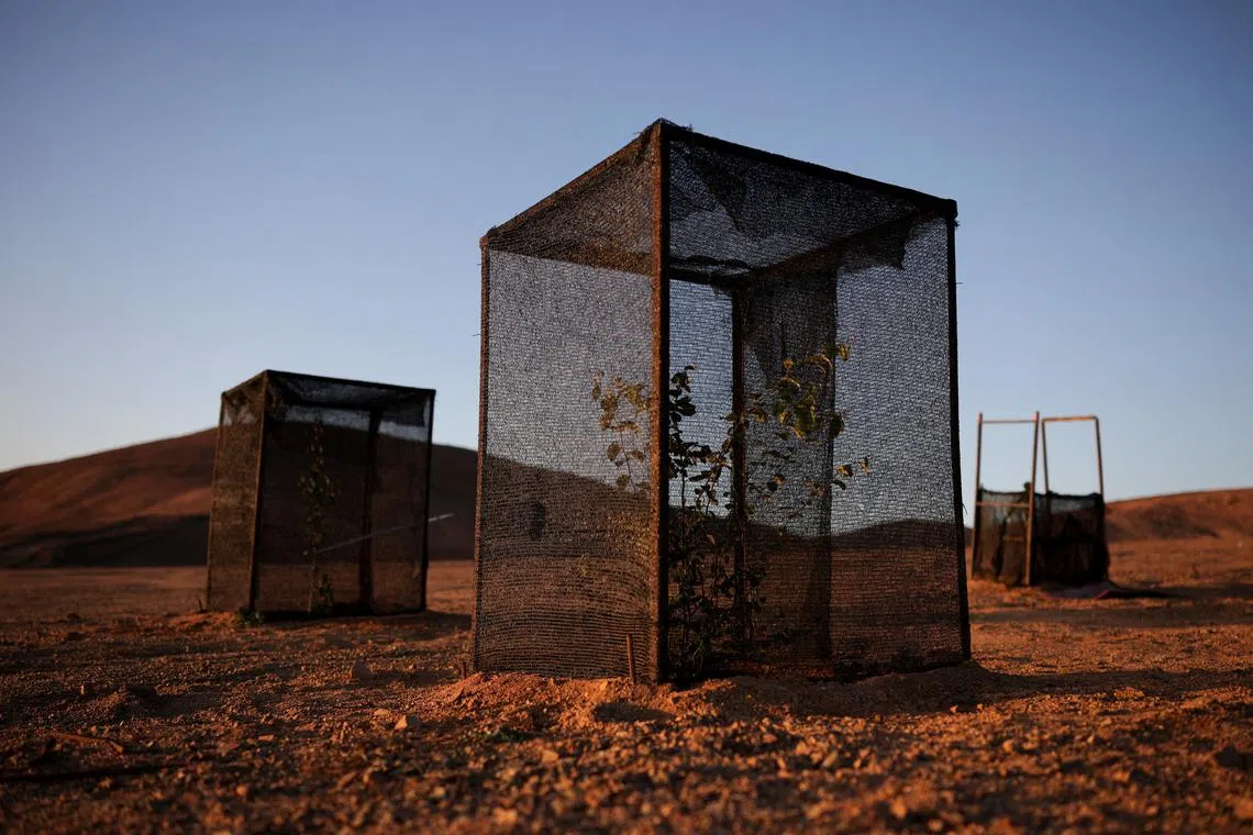 Small trees planted by Orlando Rojas, grow in greenhouses cultivated with water captured by fog catchers, meshes suspended between two poles that intercept small bits of moisture to collect water from the air in the Atacama Desert, in Chanaral, Chile June 10, 2025. REUTERS/Pablo Sanhueza