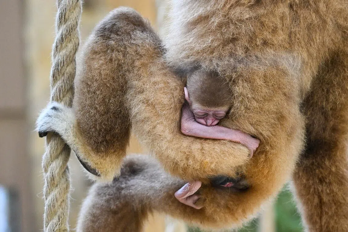 epa12614217 A newborn white-handed gibbon clings to its mother during a special Christmas feeding at the Debrecen Zoo, in Debrecen, Hungary, 27 December 2025. The reproduction of this species in captivity is considered rare worldwide, making the preservation of the population particularly important. EPA/ZSOLT CZEGLEDI HUNGARY OUT