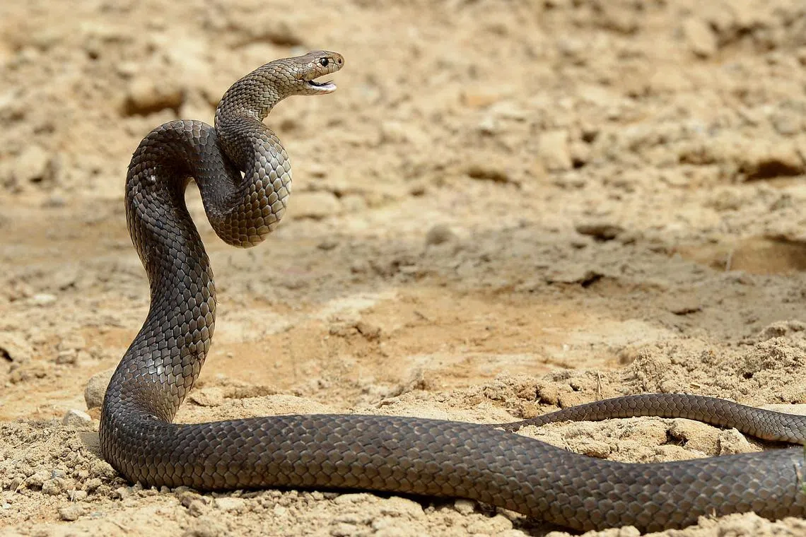 While the snake involved was not identified, the victim's symptoms pointed to the highly venomous eastern brown snake.