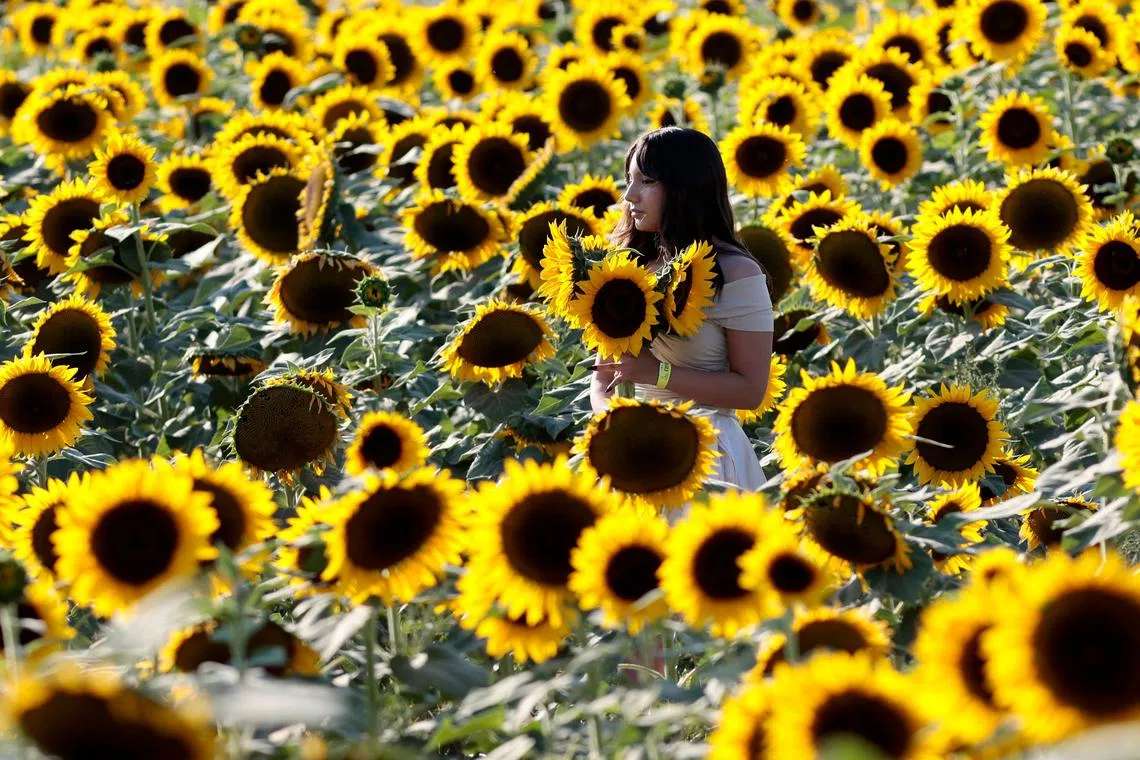 A woman holding sunflowers as she walks amidst the sunflower field during the sunset at Rancho San Juan Diego, in Jalisco State, Mexico on Mar 16, 2025.