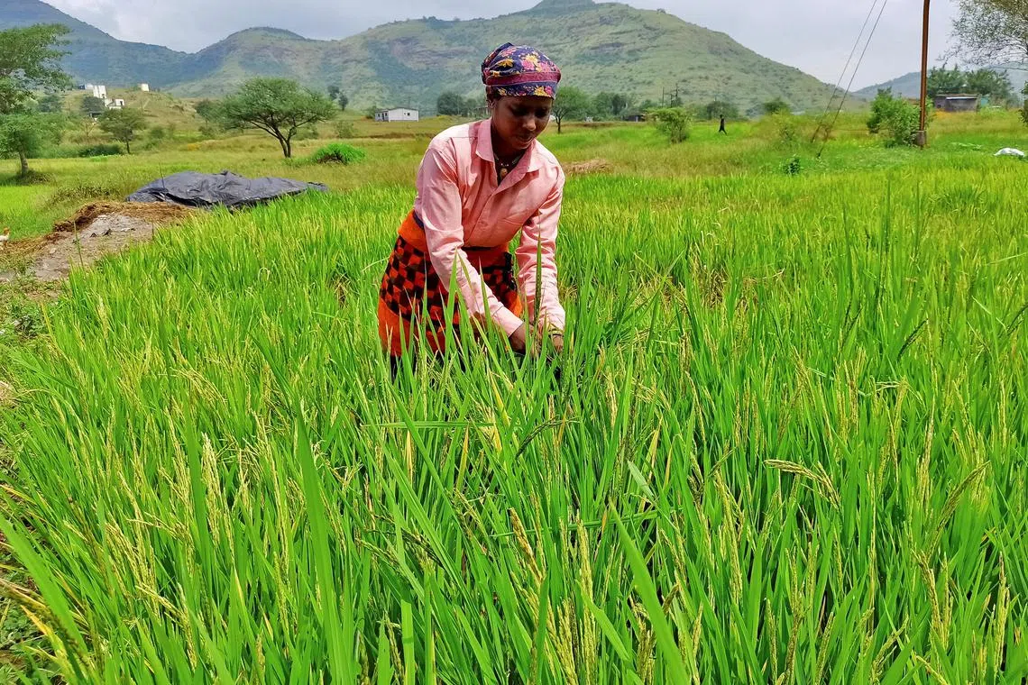 India accounts for about 40 per cent of global rice trade.