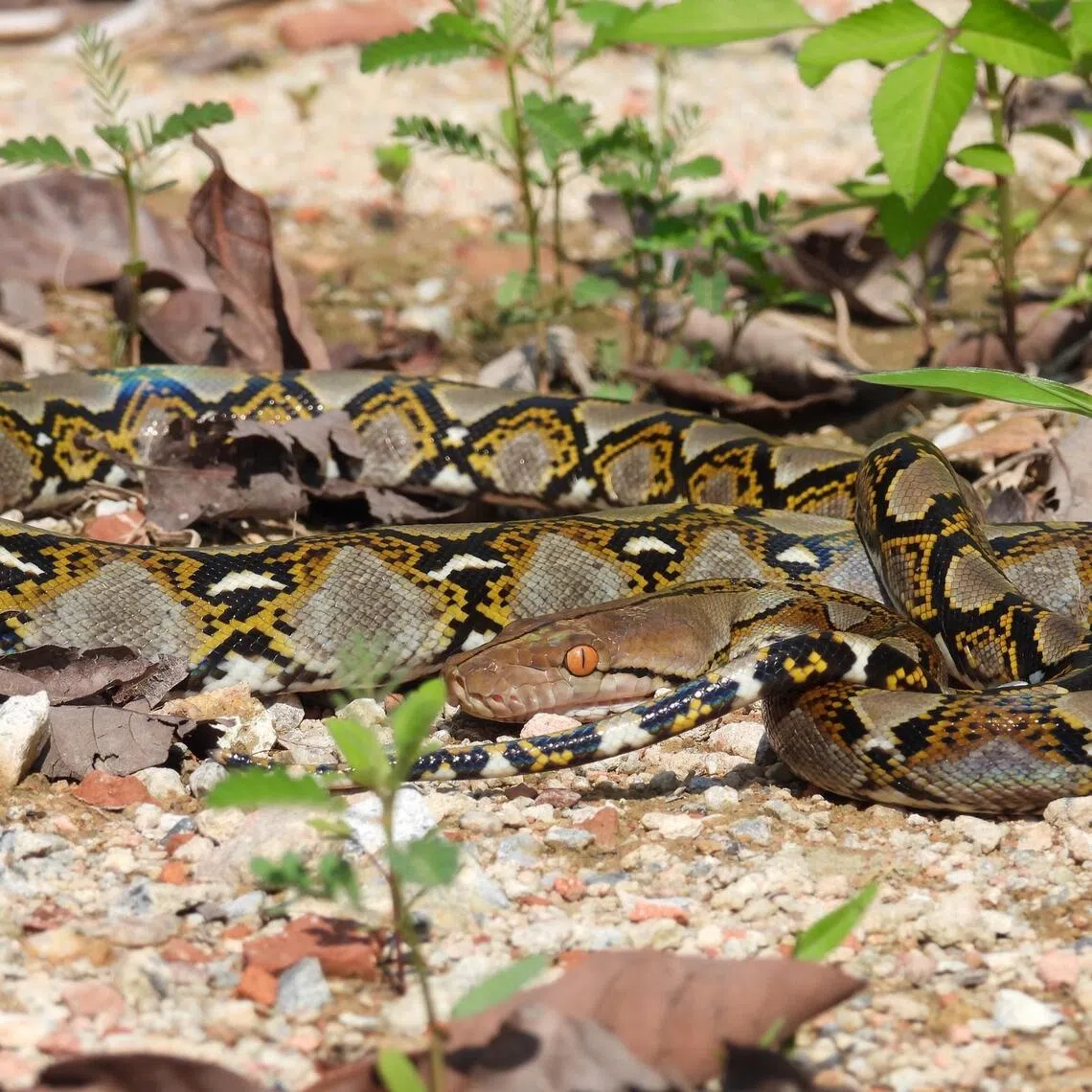 Reticulated python (Photo Credit: Cyrena Lin)