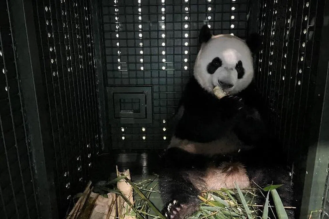 The 2-year-old maintained a good appetite throughout the flight, chomping on bamboo and bamboo shoots, said Mandai and SIA in a joint statement.