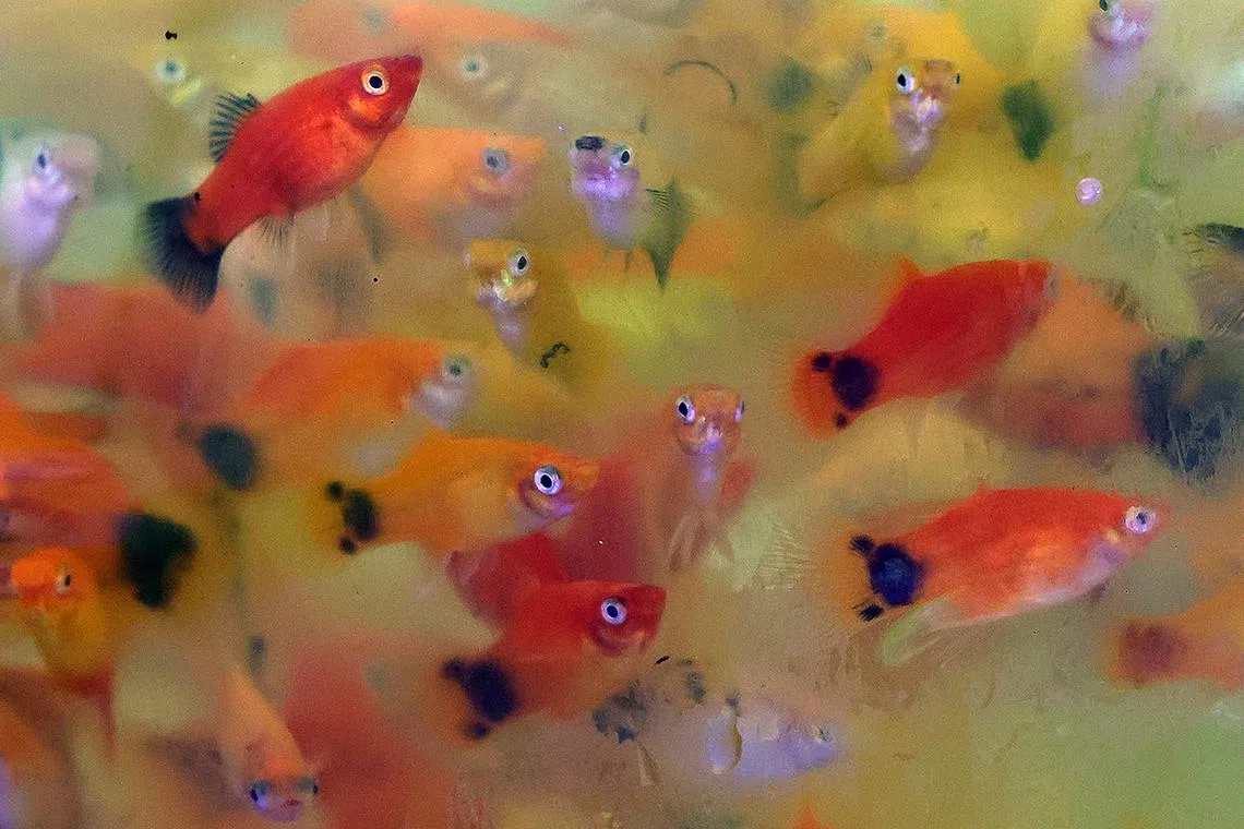 (SUGGESTED MAIN PIC 1) 1. Platy fish of different colour variations peering out from within a bag at Sunrise Aquarium on April 2, 2025. A popular ornamental fish along with other species like the molly, gourami, swordtail and barb, platys are livebearers that retain their eggs inside the body and give birth to live, free-swimming young.