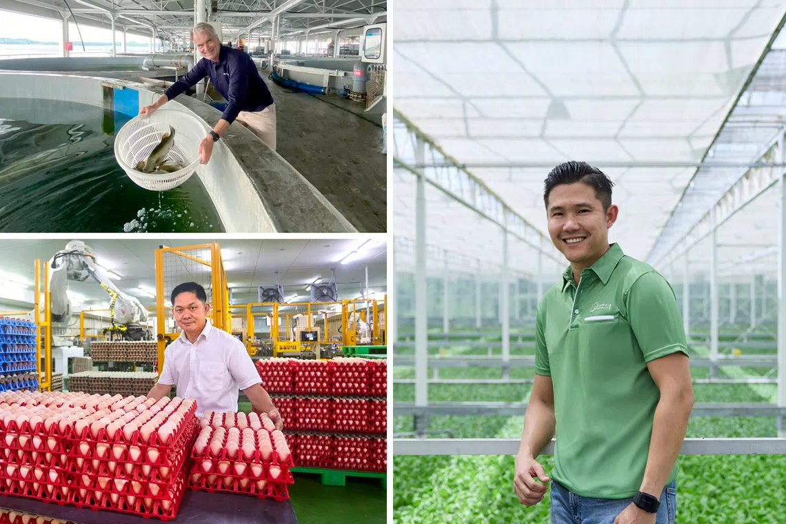 Energy-efficient farms, smart fisheries: How Singapore’s agri-tech farmers are feeding you fresher, homegrown food