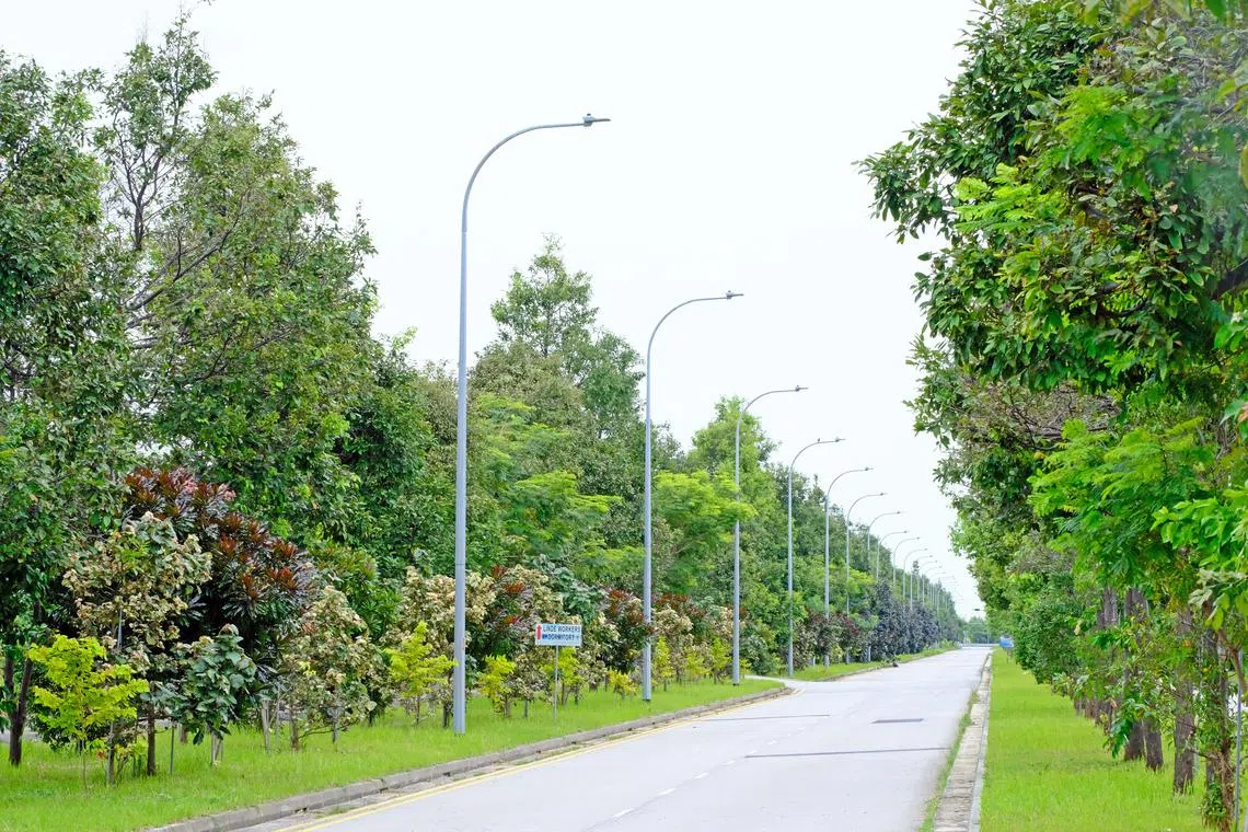 Trees planted in a multi-tiered manner along Meranti Avenue.