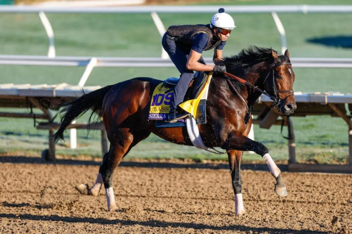 sovereignty31 - Sierra Leone ambling around Del Mar racecourse with his track rider on Oct 29, ahead of his title defence in the Grade 1 Breeders' Cup Classic (2,000m) on Nov 1.


PHOTO: REUTERS