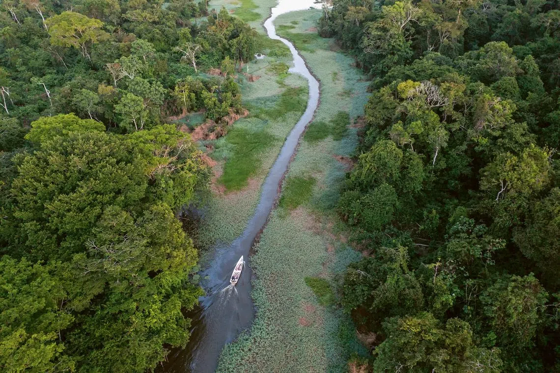 The Amazon Rainforest