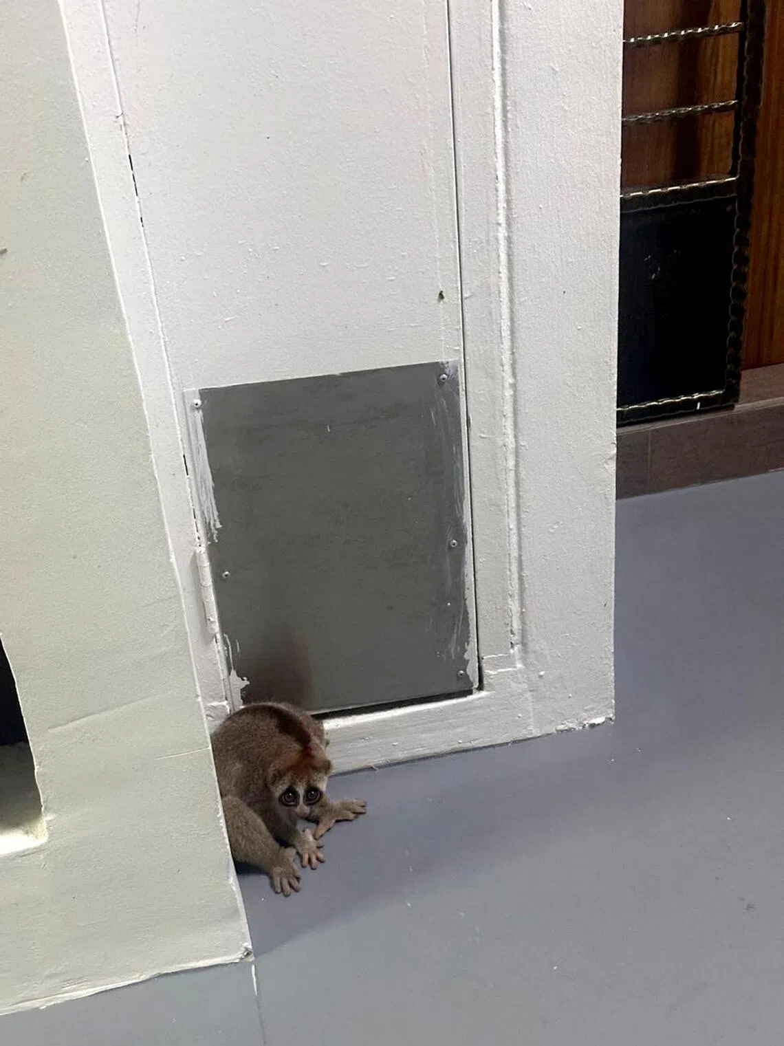 The rare, elusive animal was released back to the wild on the night of Jan 20, after he was cared for and underwent a thorough health check.