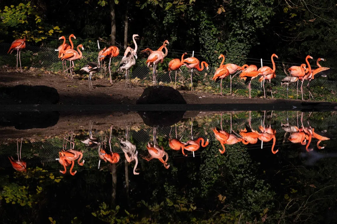 A flamboyance of red flamingos during the annual avian influenza (HPAI) vaccination campaign, at the Parc Zoologique et Botanique de Mulhouse, eastern France, on Nov 6, 2025.