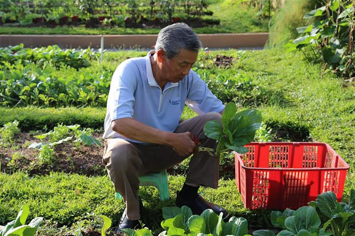 A volunteer harvesting vegetables on the rooftop garden at Khoo Teck Puat Hospital.