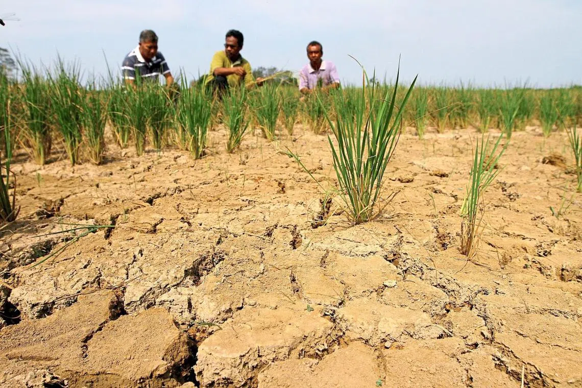 A file picture showing one of the padi fields in Kampung Charok Kering, Pendang. Parts of Kedah have not seen rain since late December.