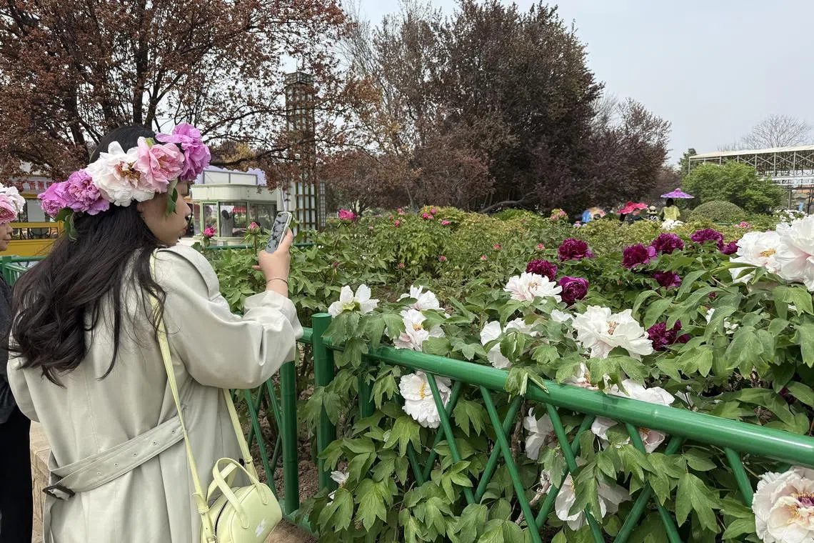 A visitor at the Caozhou Peony Garden on April 9, 2025.