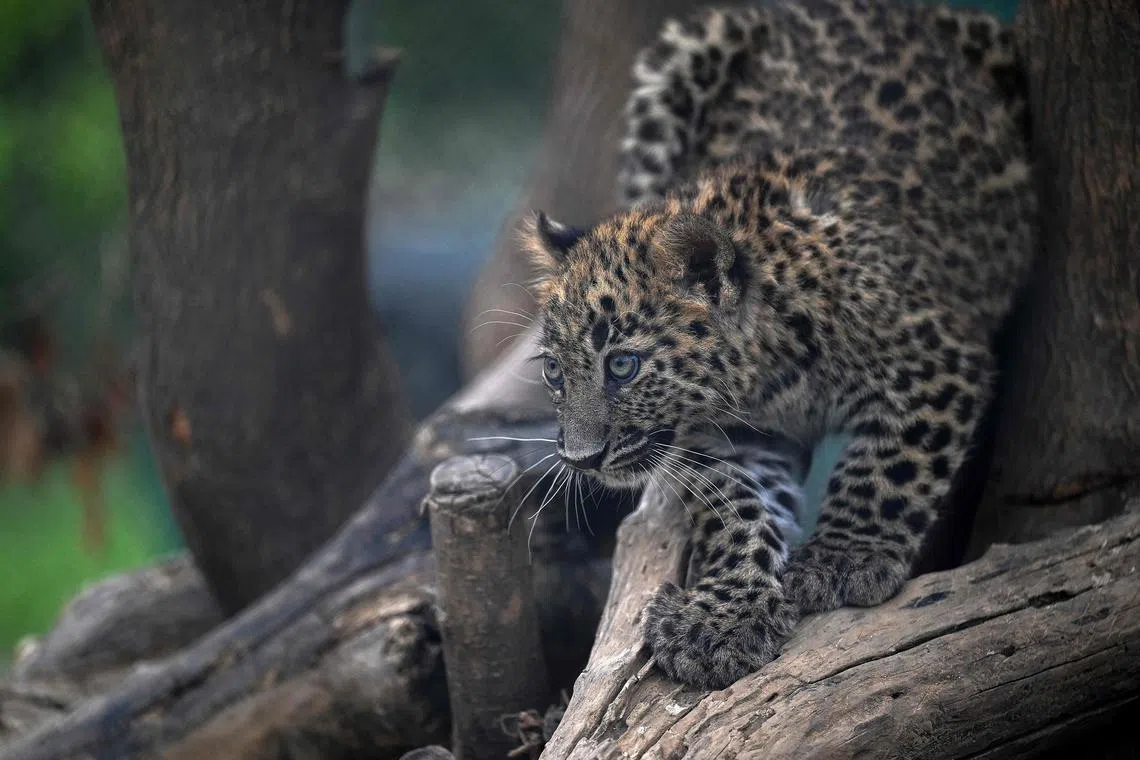 A rescued leopard cub sits inside an enclosure at the now shuttered Islamabad Zoo.