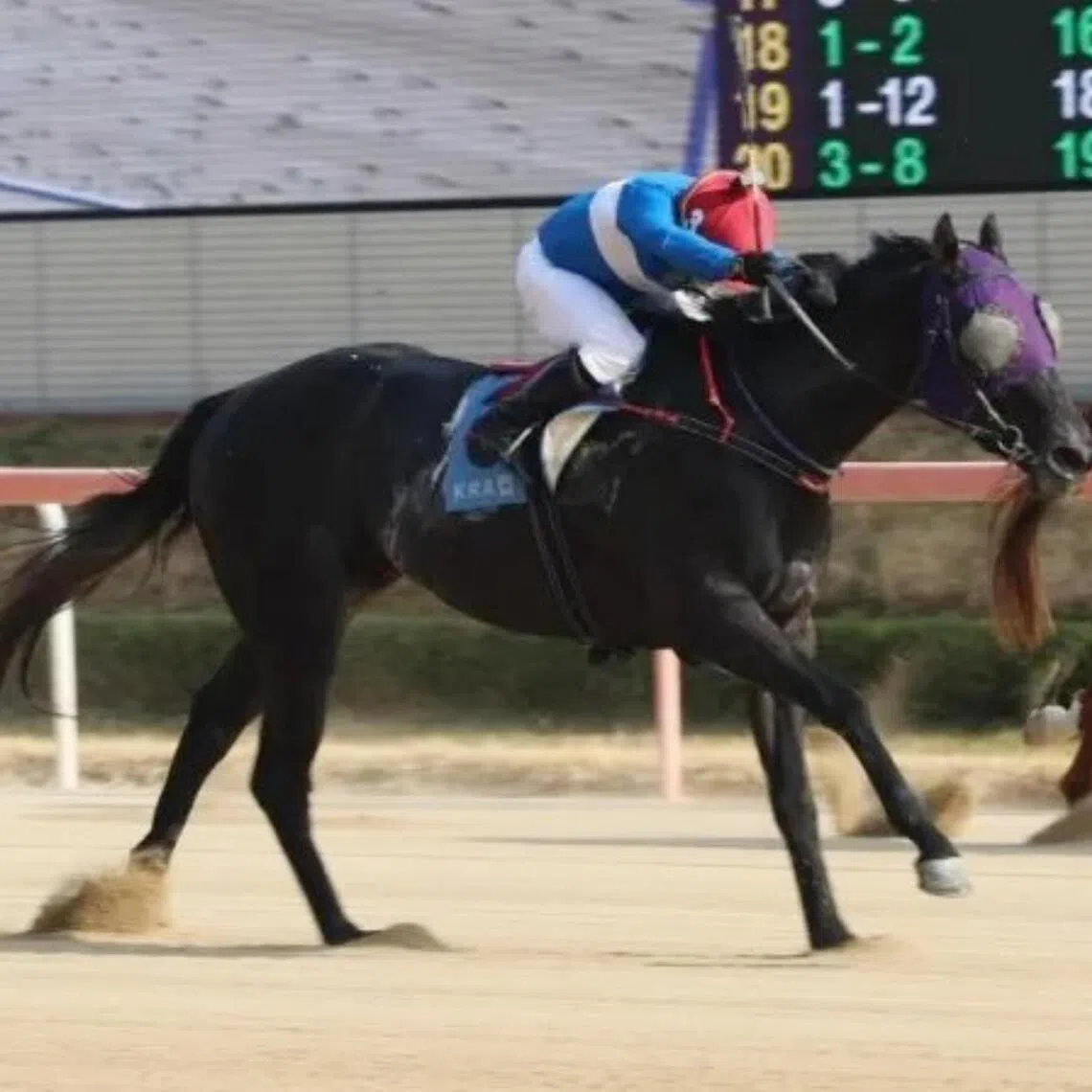 Funny Wild landing the Grade 2 KRA Cup Mile (1,600m) in Busan on May 29. The Choi Ki-hong-trained galloper will probably start as favourite in the Grade 2 Minister's Cup (2,000m) in Seoul on June 7.

PHOTO: KOREA RACING AUTHORITY