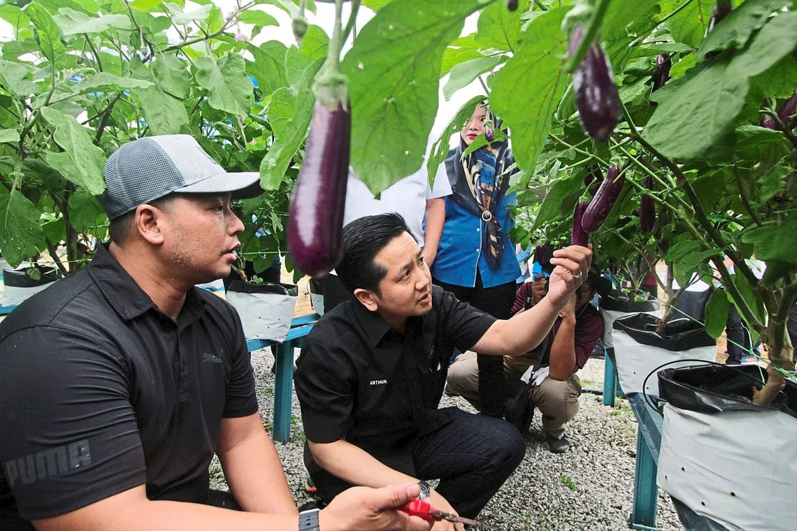 Datuk Arthur (centre) inspecting crops during his visit to the chilli and eggplant farming project in Felda Sungai Panching Selatan.