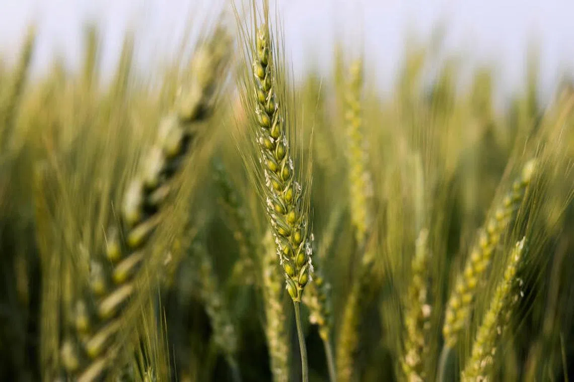 Exports will probably fall to 22.5 million tons in 2023-24 from an all-time high of 28 million tons a year earlier.