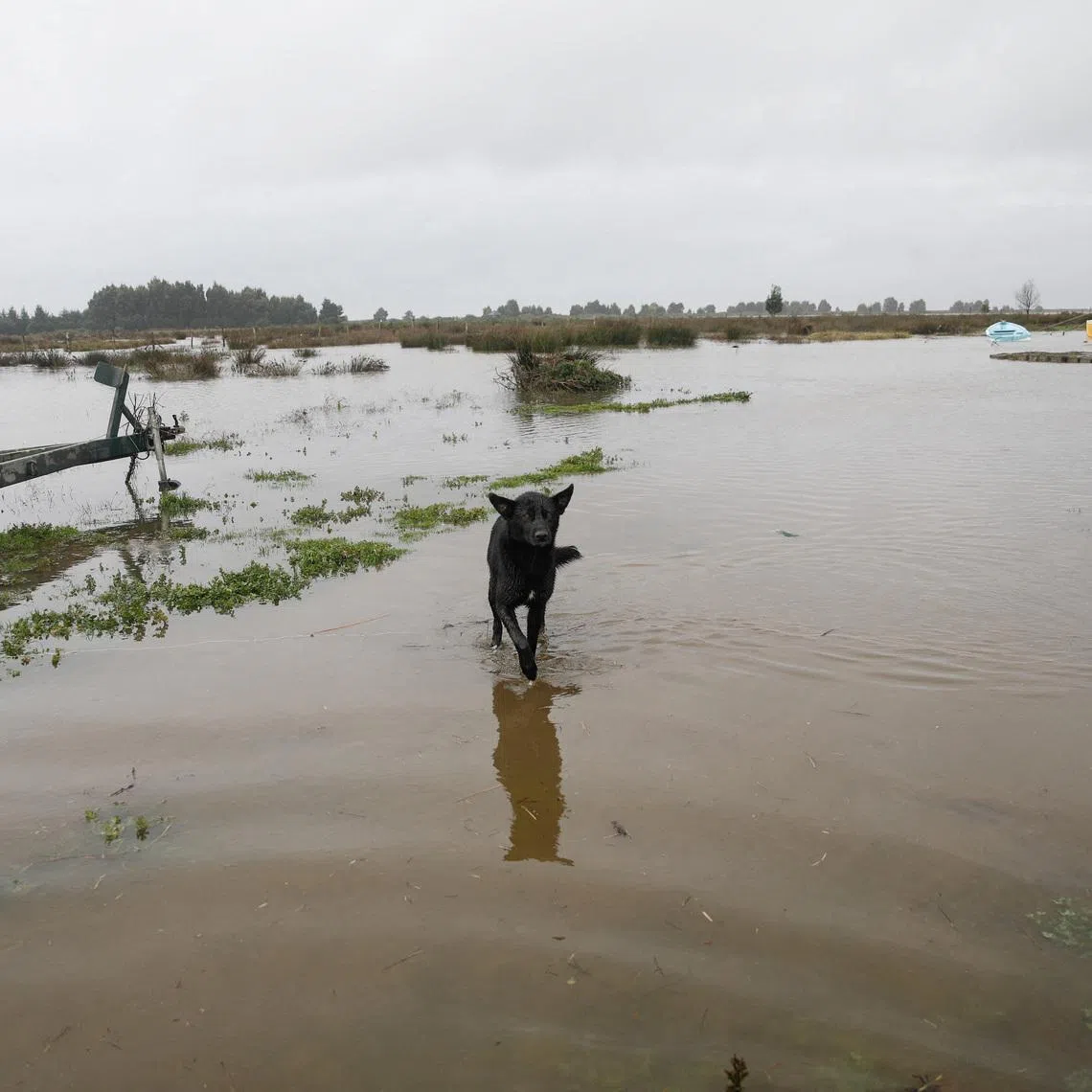A dog walks in floodwater, after heavy rain fall during a weather front caused flooding, and led the Chilean authorities to declare a preventive state of emergency at the start of the week, in Arauco, Chile, July 16, 2026. REUTERS/Juan Gonzalez