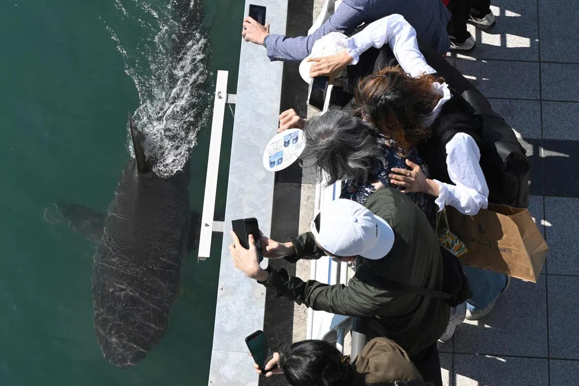 The group formed after local news reports showed nighttime visitors repeatedly disturbing the shark by shining smartphone flashlights on her.