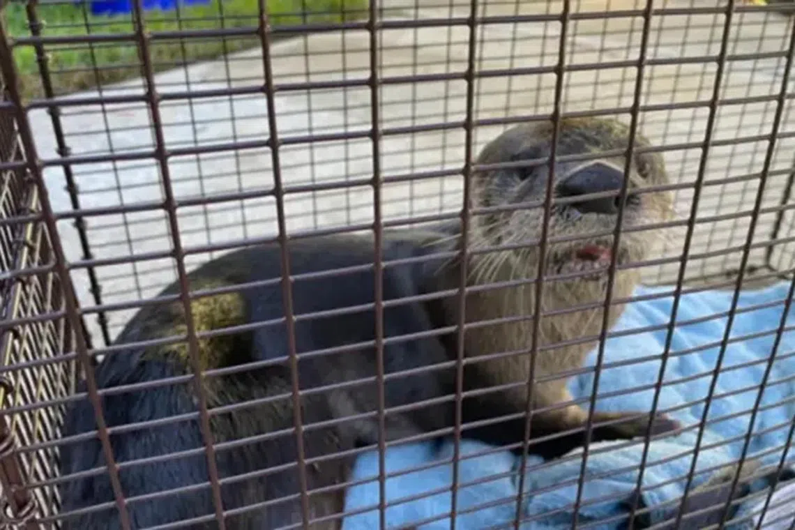 The otter latched on Mr Joseph Scaglione’s right hand for five minutes.