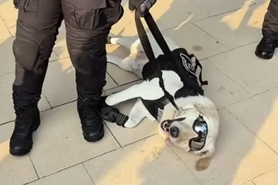 Police dog Xiao Bao melts hearts at Malaysia’s national day rehearsal
